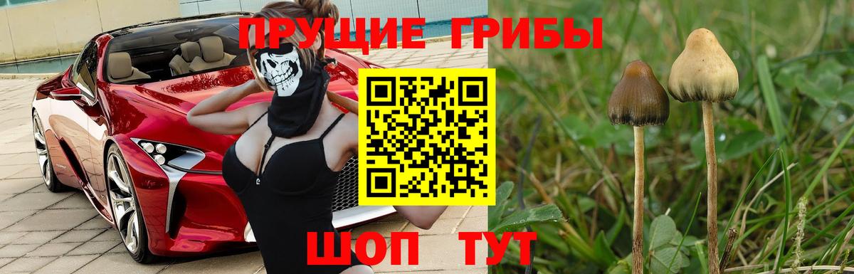 Псилоцибиновые грибы Magic Shrooms  Вход с VPN  Аргун 